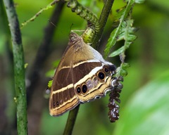 Parataygetis albinotata