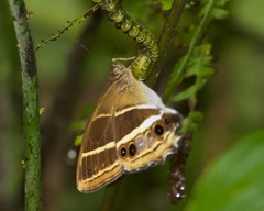 Parataygetis albinotata