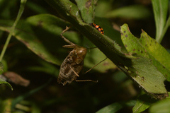 Anisoptera