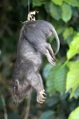 Orthogeomys grandis