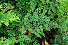 Adiantum venustum