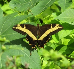 Heraclides andraemon