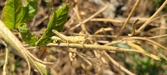 Schistocerca nitens