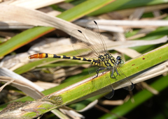 Austroepigomphus turneri