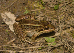 Leptodactylus paranaru
