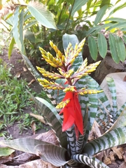 Aechmea chantinii