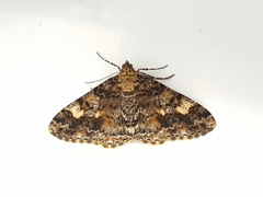 Alcis taiwanovariegata