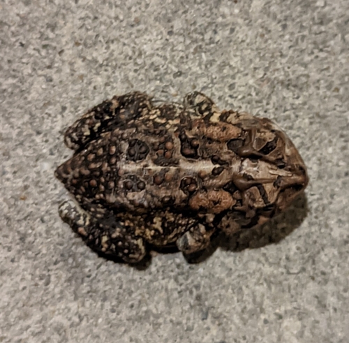 Southern Toad photographed in South Carolina