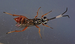 Melanichneumon
