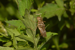 Anisoptera
