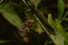 Anisoptera