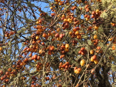Malus × dawsoniana
