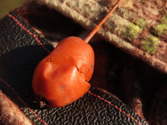 Malus × dawsoniana
