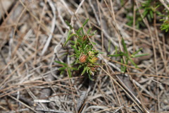 Hibbertia cistoidea