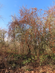 Malus × dawsoniana