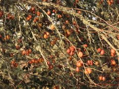 Malus × dawsoniana