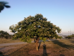 Cenostigma pluviosum