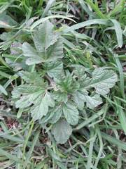 Fuertesimalva limensis