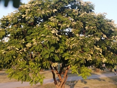 Cenostigma pluviosum