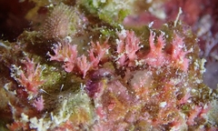 Miniacina