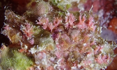 Miniacina