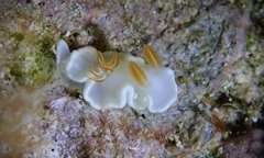 Ardeadoris angustolutea