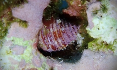 Pseudonebularia cucumerina