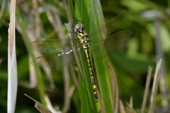Hemicordulia intermedia