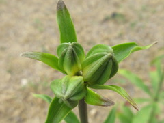 Lilium concolor partheneion