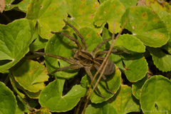 Lycosa erythrognatha