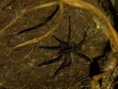 Lycosa erythrognatha