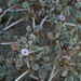 Tiquilia palmeri - Photo (c) John Marquis, algunos derechos reservados (CC BY-NC-ND)