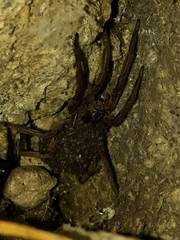 Lycosa erythrognatha