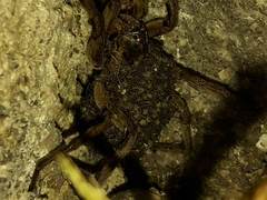 Lycosa erythrognatha