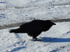 Corvus corax