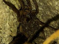 Lycosa erythrognatha