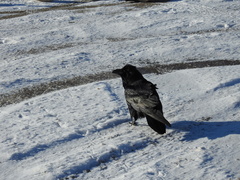 Corvus corax
