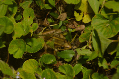 Leptodactylus paranaru
