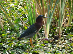 Butorides virescens image