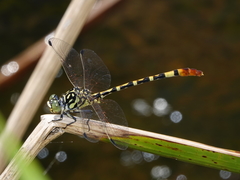 Austroepigomphus turneri
