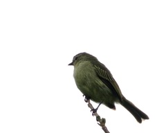 Zimmerius viridiflavus