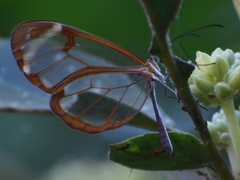 Greta morgane morgane