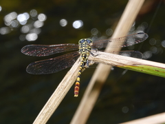 Austroepigomphus turneri