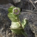 Tricardia watsonii - Photo (c) Jim Morefield, algunos derechos reservados (CC BY)