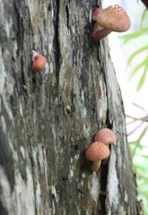 Fungi