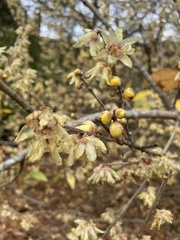 Chimonanthus
