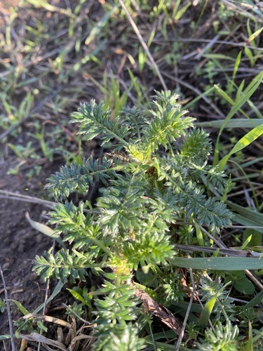 Argentinian Biddy-biddy foliage