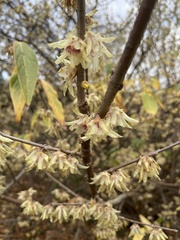 Chimonanthus