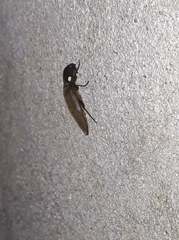 Deilelater physoderus