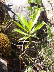 Traversia baccharoides